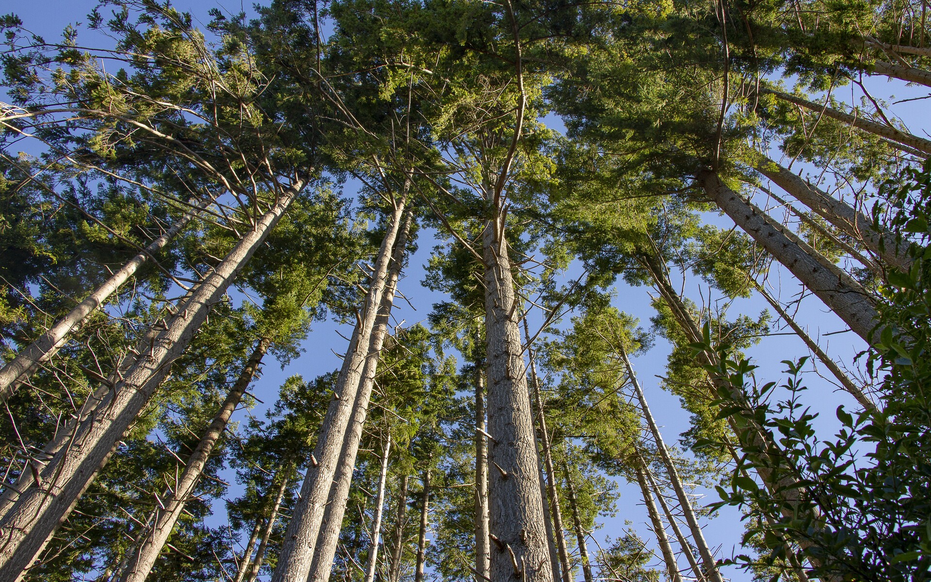 View looking up pine tree trunks
