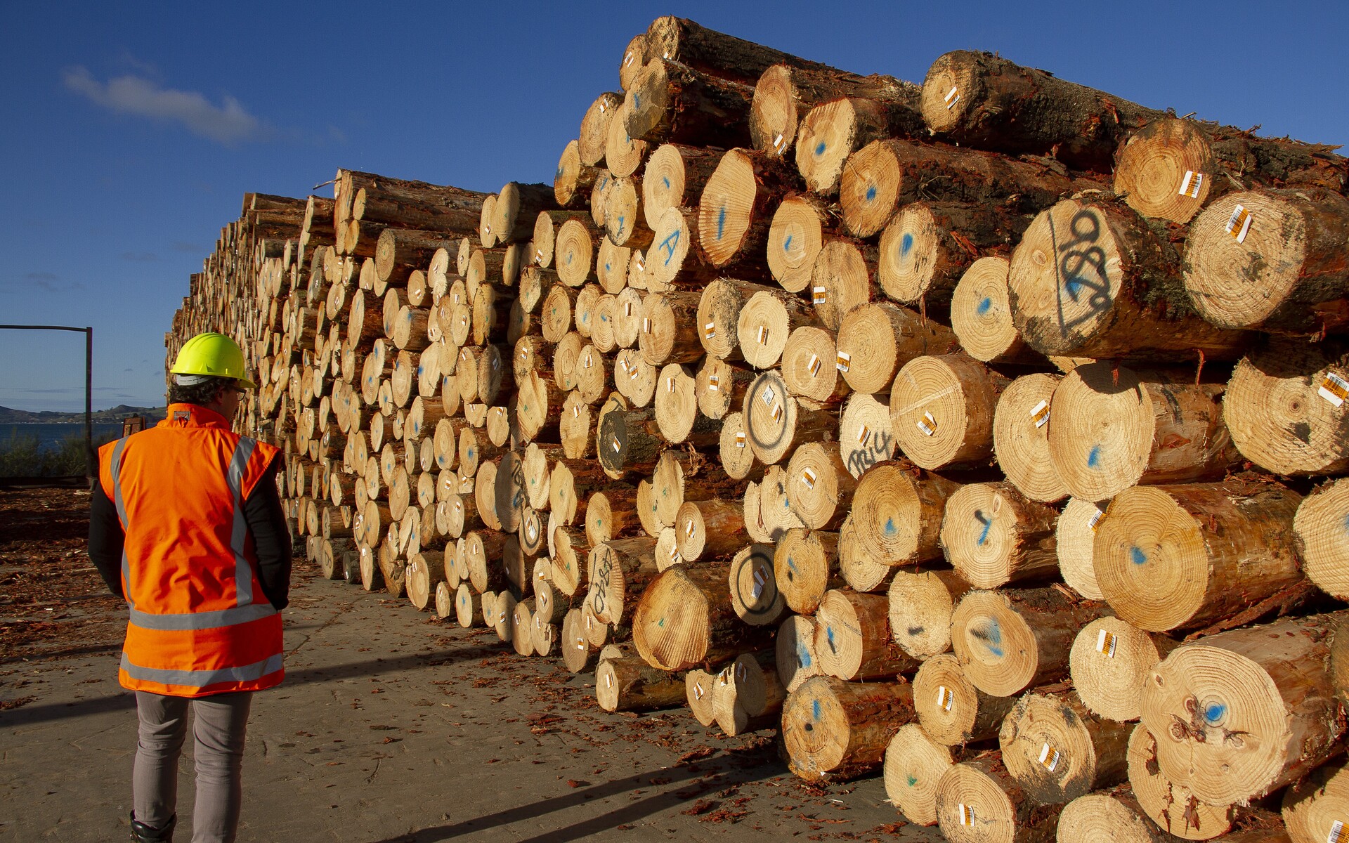 Many logs piled up ready for transport - man with high vis in foreground
